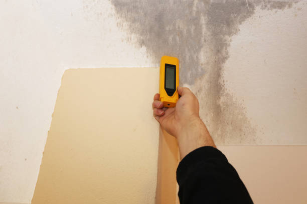 Trusted Burbank, CA Mold Removal Experts