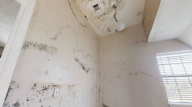Biohazard Mold Removal in Burbank, CA