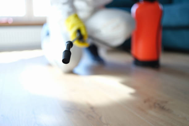Best Black Mold Removal  in Burbank, CA