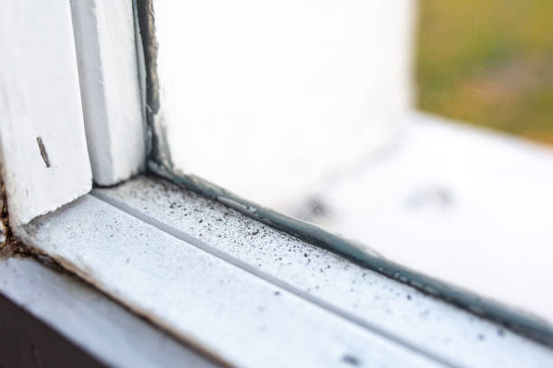 Best Mold Damage Restoration  in Burbank, CA