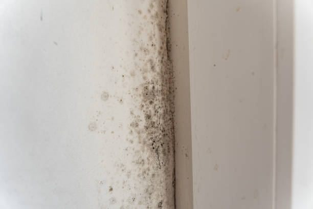 Dehumidification Services in Burbank, CA
