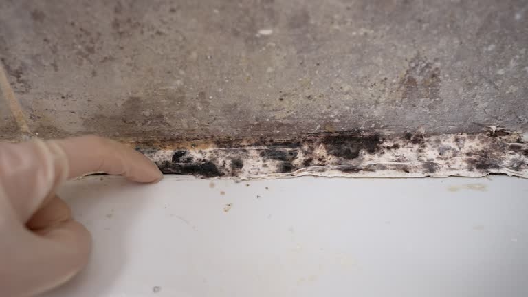 Best Mold Removal for HVAC Installations  in Burbank, CA
